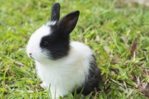 Rabbits Adoption And Care Tips