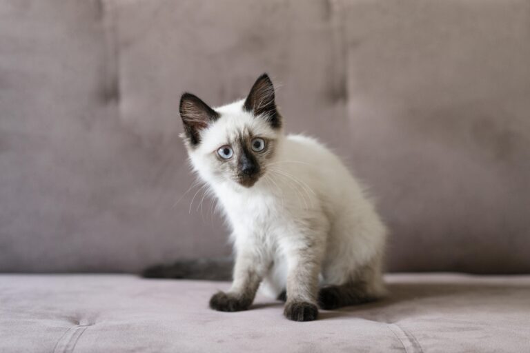 cute-cat-sitting-couch