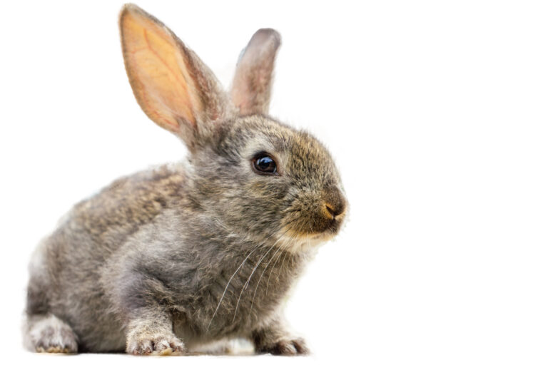 Furry cute rabbit on white background isolated